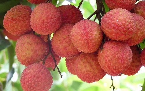 ��֦�Ĺ�Ч������ ����֦�ĺô�